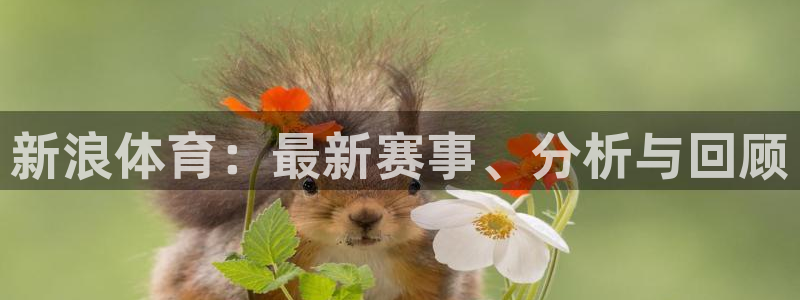 山猫足球直播高清直播：新浪体育：最新赛事、分析与回顾